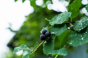 Ripe Shadberries (Amelanchier berries) in the garden. Shallow depth of field.