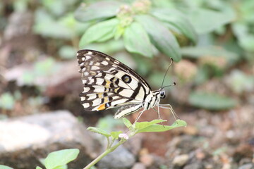 Butterfly with beautiful wings side view