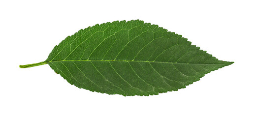 Cherry leaf isolated on white background