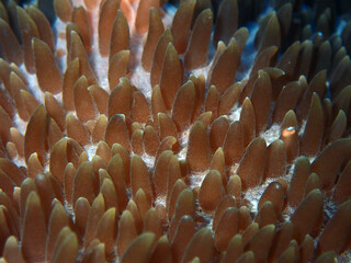 Close shot from a soft coral