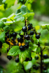 Ripe and juicy black currant berries on the branch. Selective focus. Shallow depth of field.