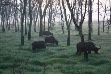 Morning Buffalo