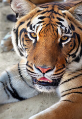 Fototapeta na wymiar Amur tiger portrait. Tiger face. Panthera tigris altaica.