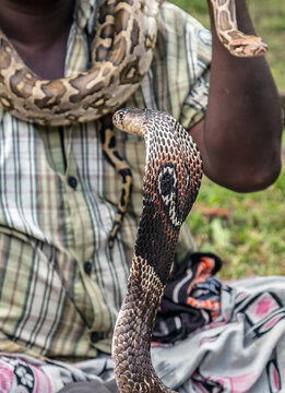 King Cobra Snake. Snake charmer mystical indian fakir