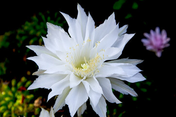 Beautiful bright white peatls of cactus flower in the garden