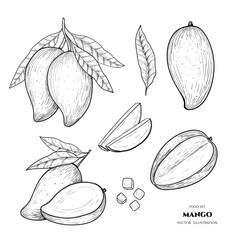 Vector mango hand drawn sketch. Food illustration. Vintage style