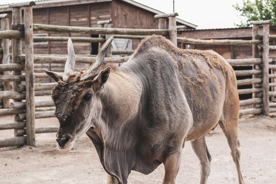 An exotic antelope with twisted horns stands in the zoo aviary