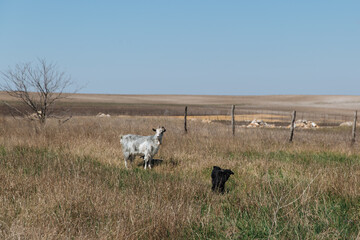 A small black goat walks on the grass. Next to him is his goat mom.