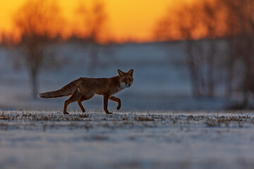 walks across a snowy field early in the morning at dawnred fox (Vulpes vulpes)