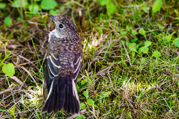 Thrush chick learns to fly close-up