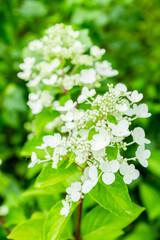 Blooming hydrangea in the garden. Shallow depth of field.