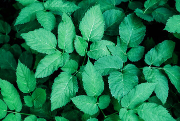 Fresh green leaves texture for background, close-up.