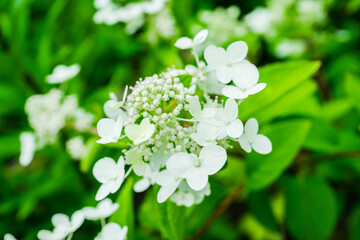 Blooming hydrangea in the garden. Shallow depth of field.