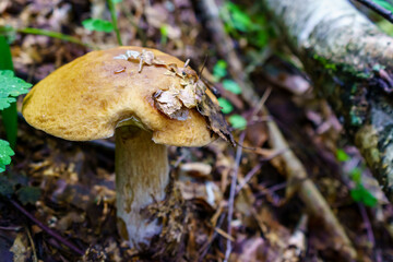 Edible porcini mushroom in summer forest covered with leafs
