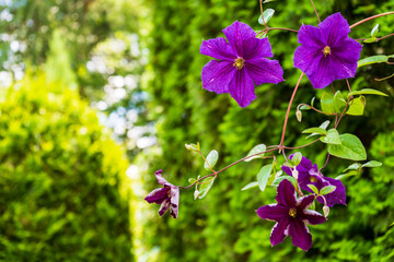 Purple inflorescences of clematis on the background of the garden
with copy space