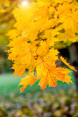 Naklejka na ściany i meble Autumn background-yellow maple leaves in the city Park 