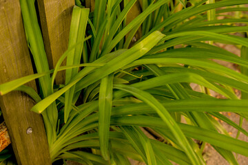 Obraz premium Green tropical plant close-up. Abstract natural floral background Selective focus