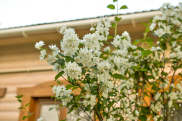 bush of white jasmine in the garden on the background of the house
