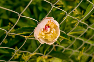 peony bud through the fence in the form of a lattice