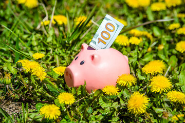 Piggy Bank on the background of blooming dandelions
