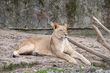 メスのライオンの全身　The female lion with her eyes closed sitting on the ground