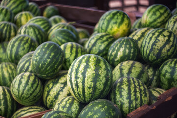 Watermelons are sold at the farmers ' market. Fresh watermelons close-up. Selective and soft focus. The season of watermelons.