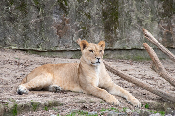 メスのライオンの全身　The female lion sitting on the ground