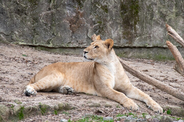 メスのライオンの全身　The female lion sitting on the ground