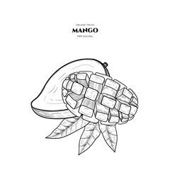 Vector background with mango. Hand drawn. Vintage style