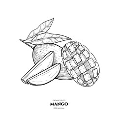 Vector background with mango. Hand drawn. Vintage style