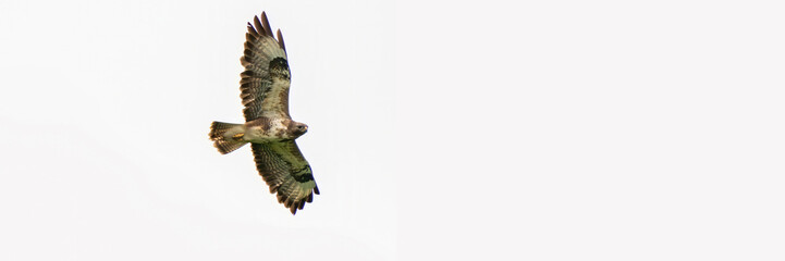 One common buzzard bird, bird of pray, buteo buteo, in flight against a white sky. Wide long cover or banner
