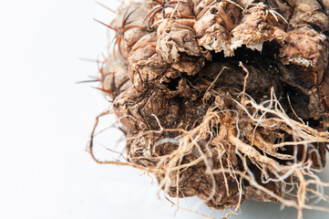 Cactus disease dry root rot caused by fungi, severe damage fungi infected Gymnocalycium cactus