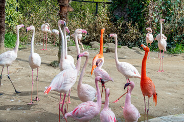 沢山の種類のフラミンゴたち　Various species of flammingos