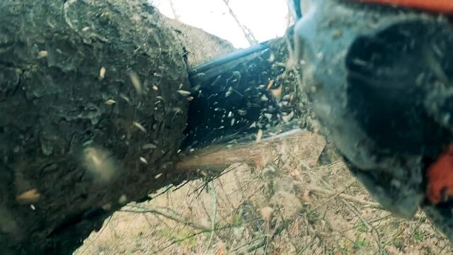 Massive tree trunk is getting cut with a powersaw