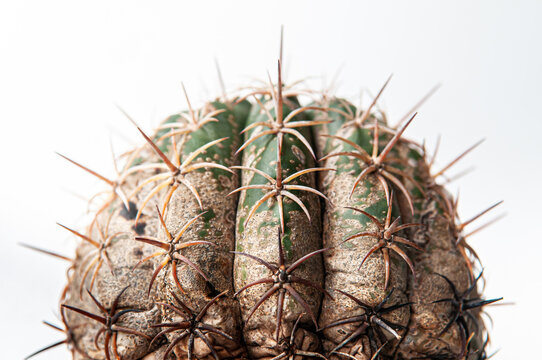 Cactus Disease" Images  Browse 57 Stock Photos, Vectors, and Video | Adobe  Stock