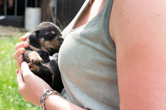 Jack Russell terrier pup lies in the arms of woman