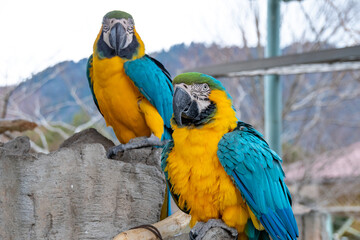 ルリコンゴウインコのカップル　A pair of Blue-and-Gold Macaws