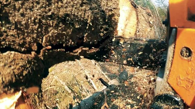 Motorsaw is being used to cut a pine tree outdoors