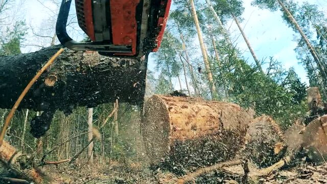 Pine tree is getting sawn into parts outdoors