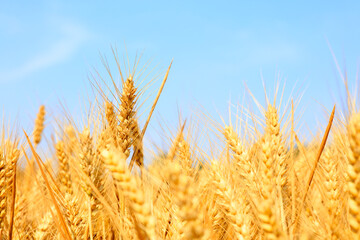 The mature wheat