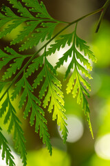 Fern leaf with green nature background evening light