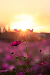 cosmos flowers in sunset