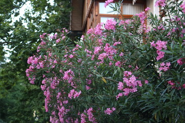Fototapeta na wymiar Blooming oleander near a vintage wooden balcony