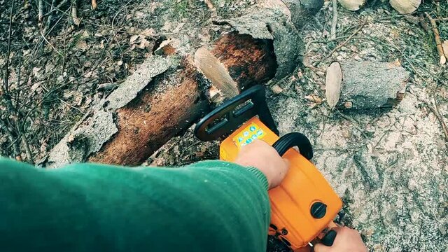 Tree is getting sawn into parts by a sawmill worker