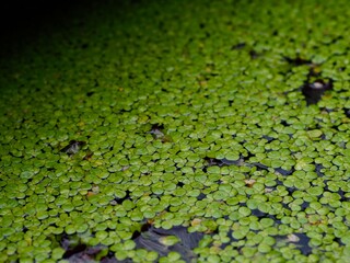 Spirodela polyrhiza,Plants floating in the water basin