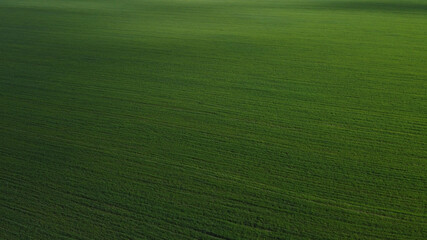 Green agricultural field, aerial view. Farmland landscape. Background.