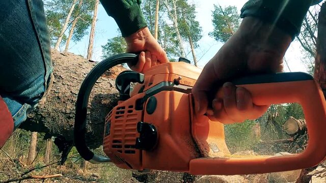 Forestry worker is cutting timber with a powersaw