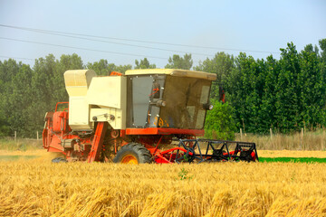 Obraz premium combine harvester working on a wheat field