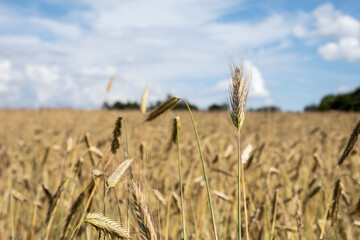 Golden rye field on hot summer day. Agriculture, cultivation of grains for flour, bread and other nutrition products