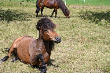 Liegendes Pferd